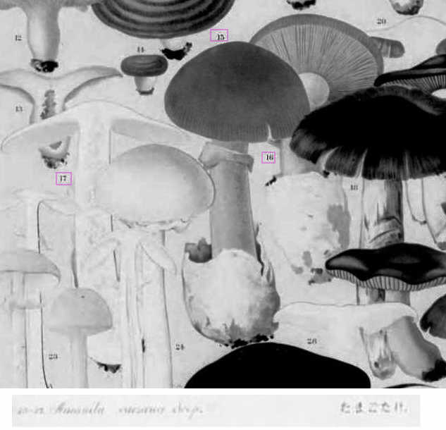 タマゴタケの図